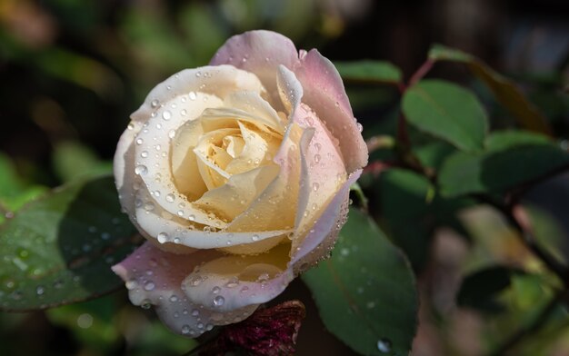 Rose mit Tautropfen auf ihren Blütenblättern mit dunklem Hintergrund