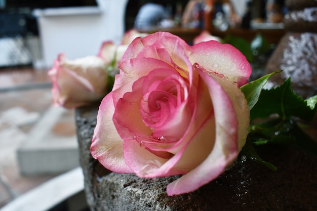 Rose mit Tautropfen