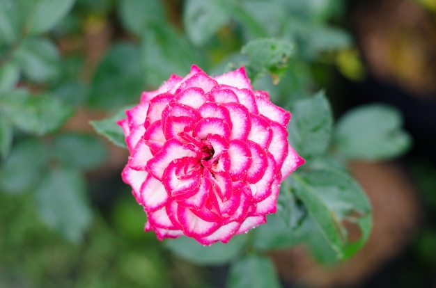 Rose mit zwei Farben, die im Garten blüht