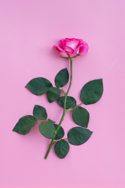 Foto rose en la pared rosada. pared del concepto de san valentín