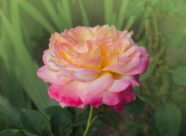 Rose petel muda de amarelo para rosa Rose Paz crescendo ao ar livre