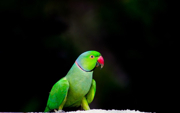 Rose Ringed Parakeet