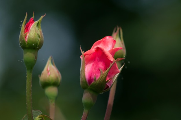 Rose rosehip o gênero e forma cultural de plantas da família rosa arbustos de até 2 metros de altura