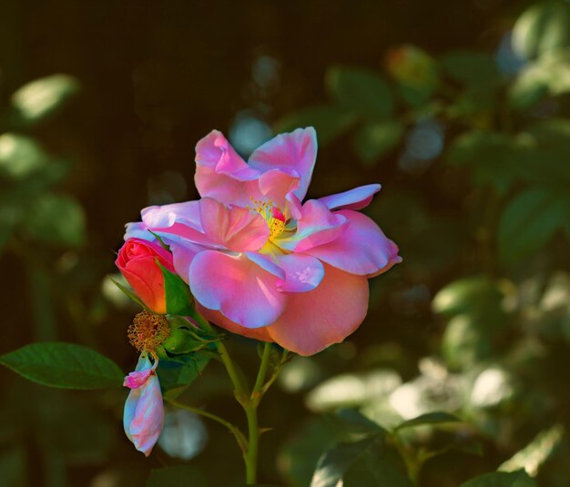 Rose rosehip o gênero e forma cultural de plantas da família rosa arbustos de até 2 metros de altura