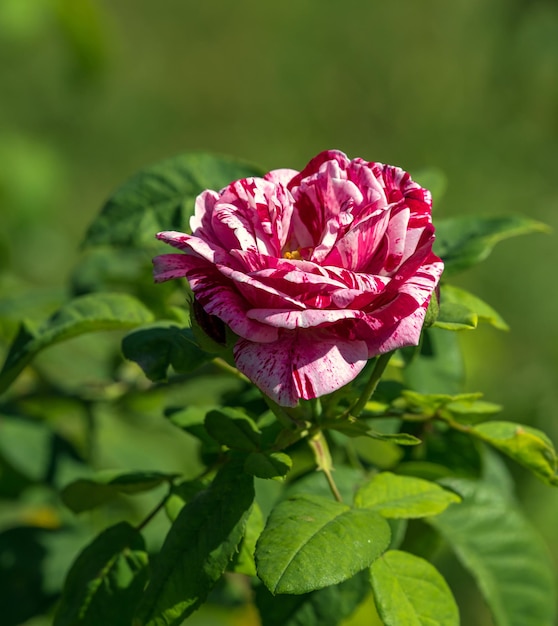 Rose rosehip o gênero e forma cultural de plantas da família rosa arbustos de até 2 metros de altura