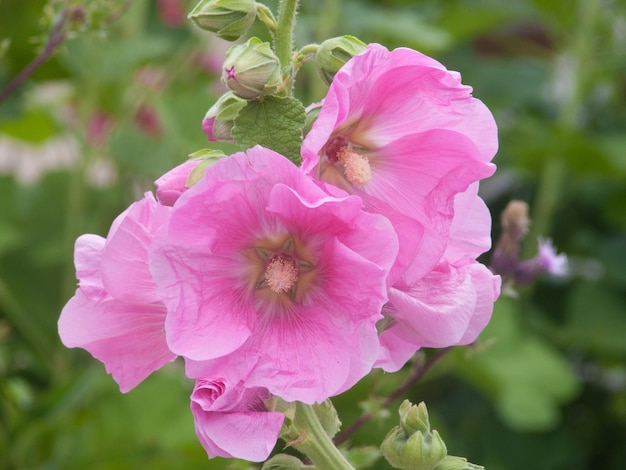 Rose Tremiere Alcea Rosea