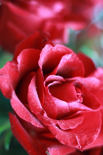 Rose und romantische rote Rose