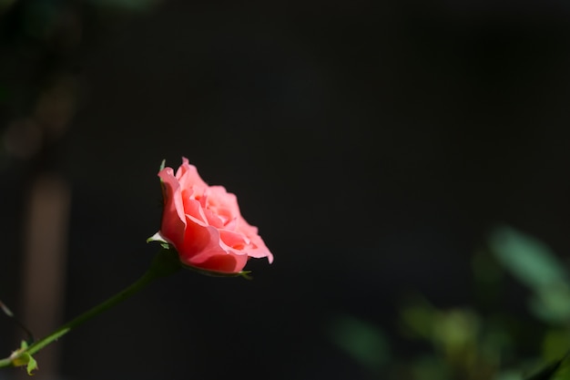 Rose und warmes Licht im Garten