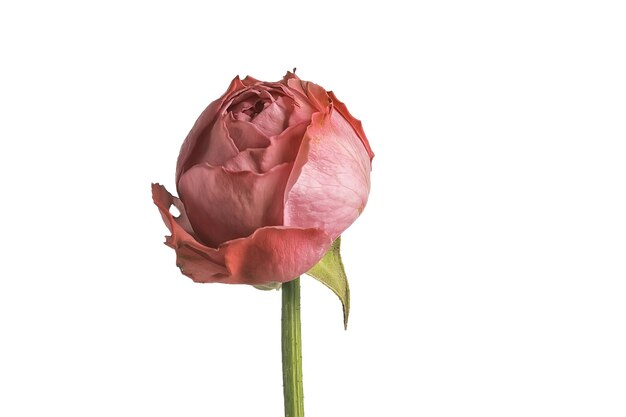 Rose weißer Hintergrund / isolierte Knospe der roten Rose Blume