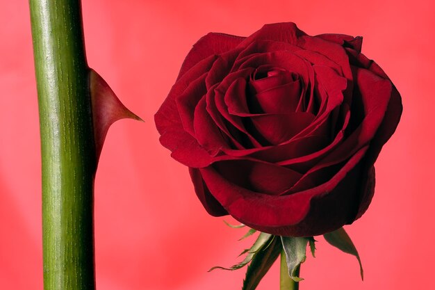 Foto rose