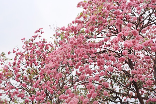 Rosea de Tabebuia ou árvores de trombeta bonitas que florescem na estação de mola. Flor rosa no parque.