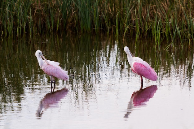 Roseate Spoonhill im natürlichen Lebensraum auf South Padre Island, TX.