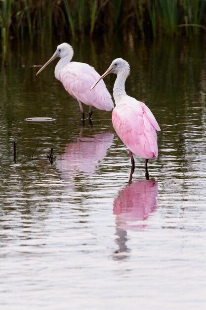 Roseate Spoonhill im natürlichen Lebensraum auf South Padre Island, TX.