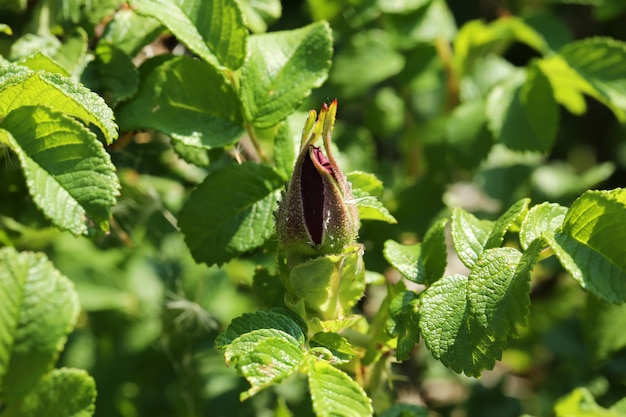 Rosebud silvestre rosales en el jardín