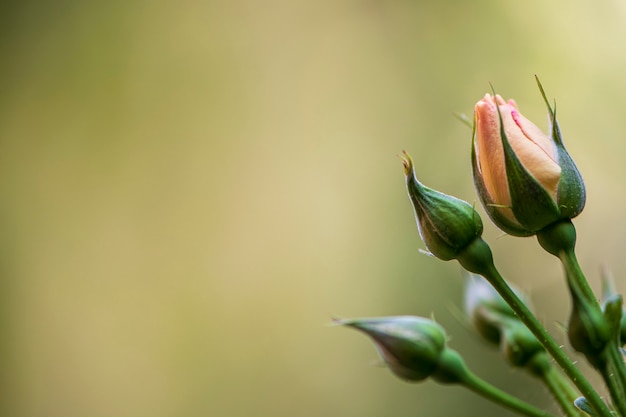 Rosebuds