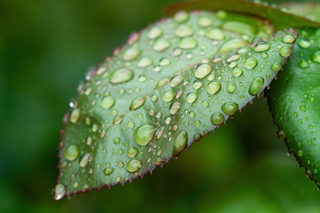 Rosebush folhas com gotas de água em um dia chuvoso