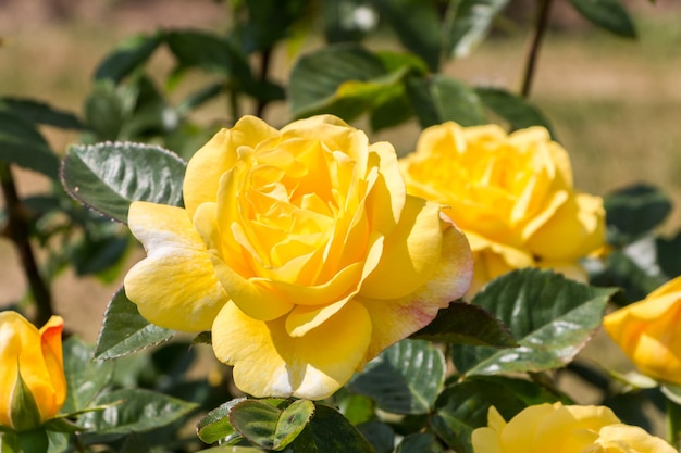 roseira amarela frescas lindas rosas em um dia de verão no jardim botânico