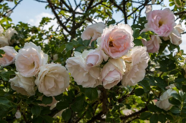 roseira branca frescas lindas rosas em um dia de verão no jardim botânico