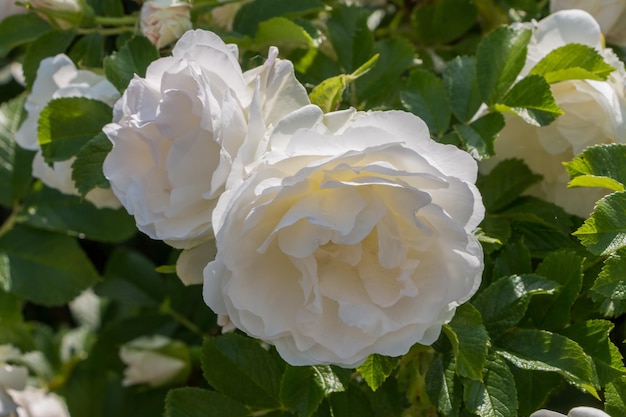 roseira branca frescas lindas rosas em um dia de verão no jardim botânico