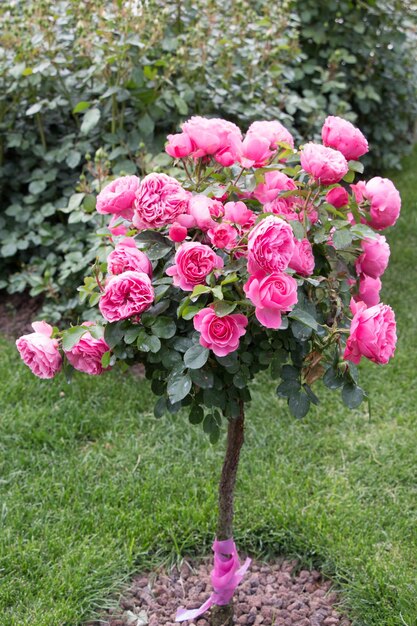 Foto roseira com rosas cor de rosa em um jardim de rosas