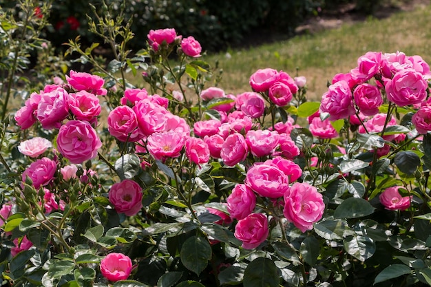 roseira rosa frescas lindas rosas em um dia de verão no jardim botânico