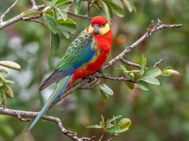 Rosella occidental macho bajo la lluvia