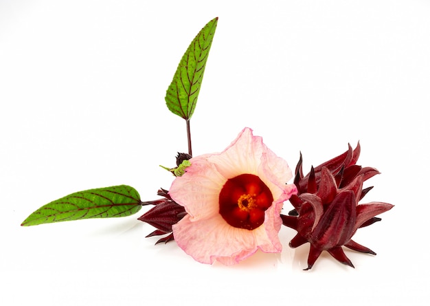 Roselle hibiscus aislado en blanco