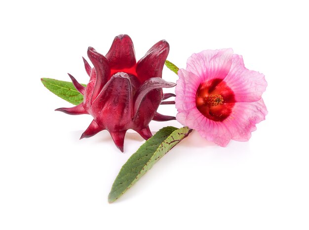 Roselle isoliert