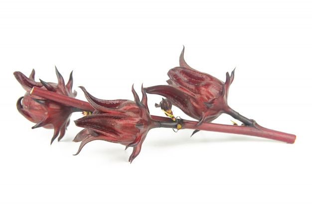 Roselle, jamaicano Sorelor ou Hibiscus sabdariffa isolado