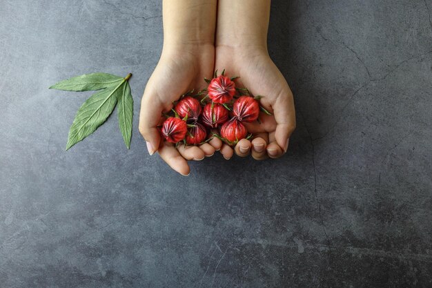 Roselle orgánico fresco en la mano