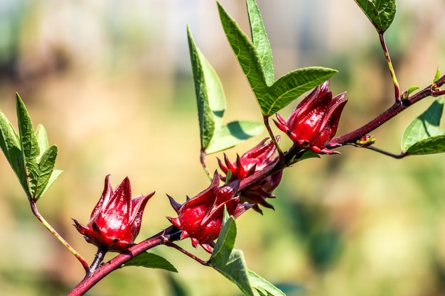 Roselle puede referirse a Roselle (planta), una especie de hibisco (Hibiscus sabdariffa)