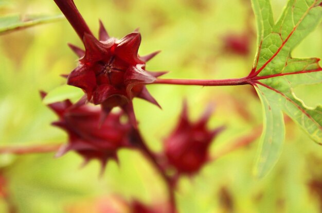 Roselle rojo fruto que crece en el jardín.