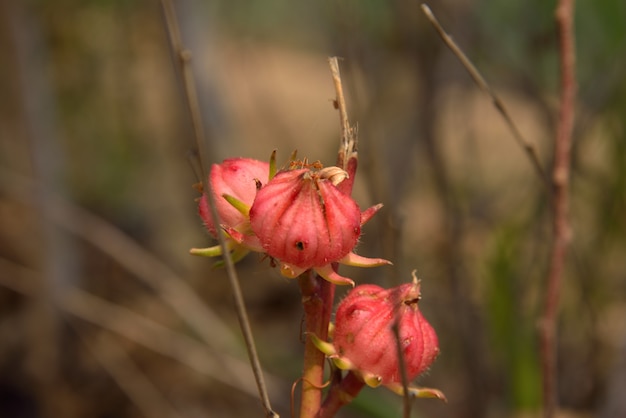 roselle rojo en la naturaleza