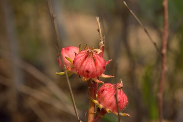 Roselle vermelho na natureza