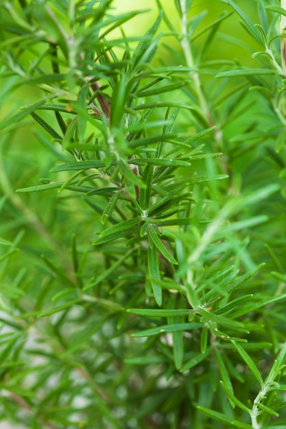 Rosemary bush fecha as folhas frescas