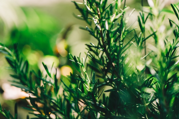 Rosemary Herb fresca crece al aire libre. Hojas de romero Close-up.