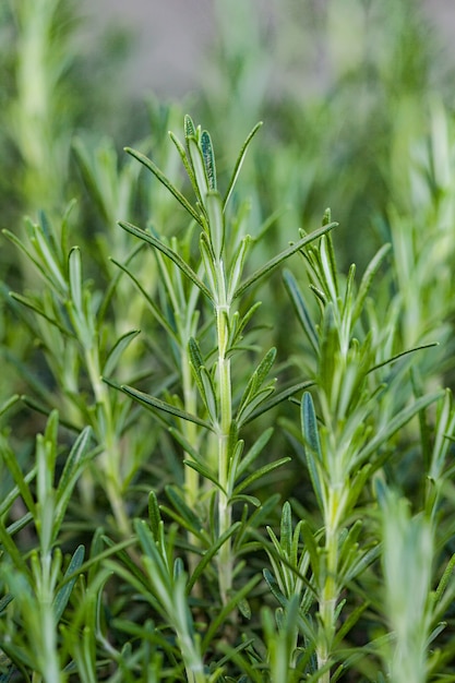 Foto rosemary herb fresco crescer ao ar livre.