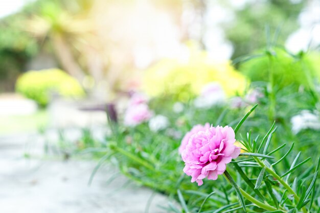 Foto rosemoss y flores en el jardín de casa.