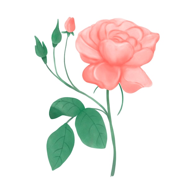 Rosen-Aquarell-Rosa