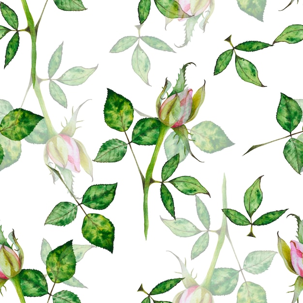 Rosen Aquarellmuster von Rosen Botanische Illustration von Blumenmuster auf weißem Hintergrund