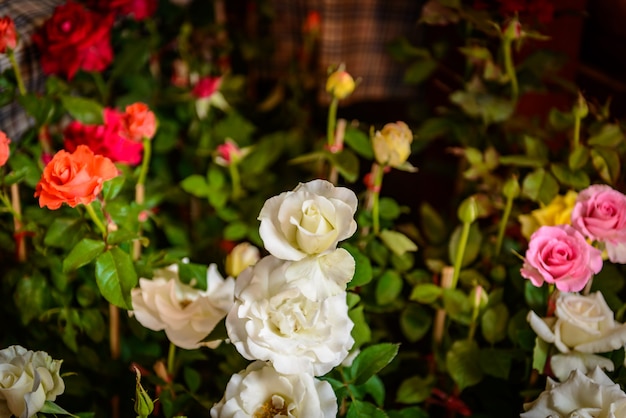 Rosen auf einem Busch in einem Garten