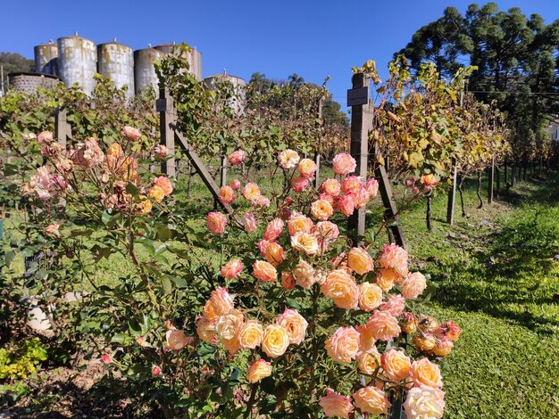 Foto rosen auf einem weingut