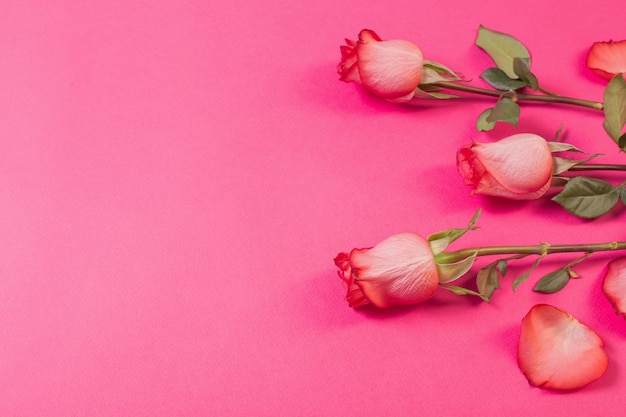 Rosen auf rosa Papierhintergrund