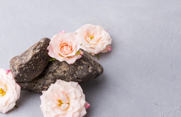 Rosen auf Steinen auf grauem Hintergrund Naturmaterialien Platz für Text