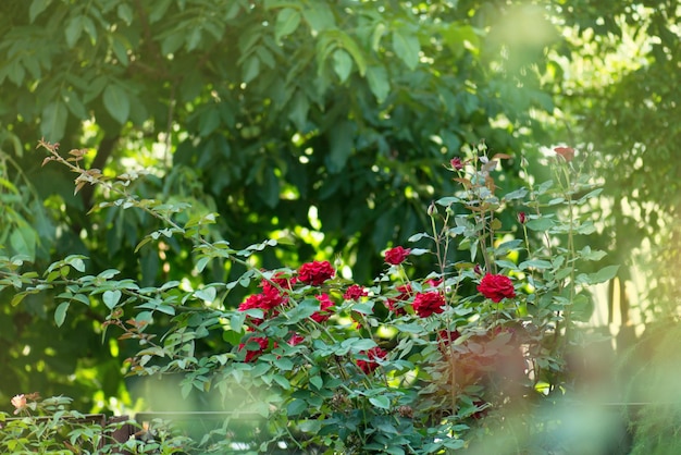 Rosen auswählen und pflanzen Alte rote Gartenrosen Rose im Garten