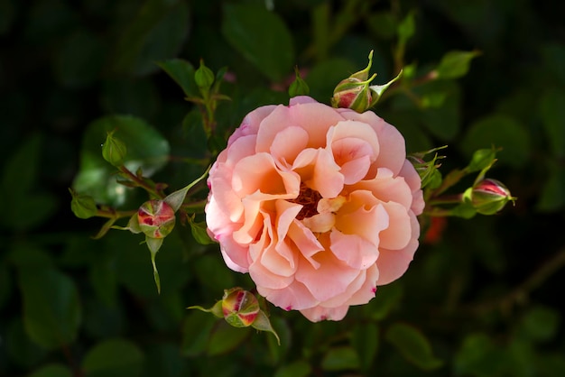 Rosen blühen im Frühling im Garten