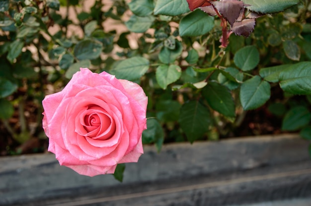 Rosen blühen im Garten.