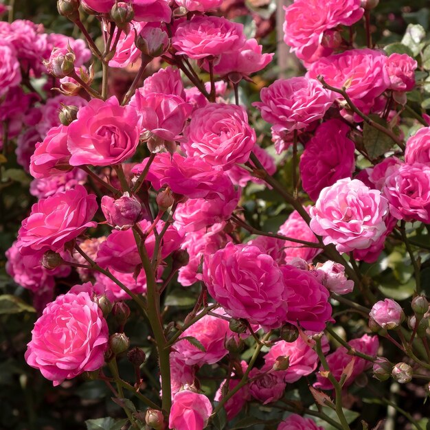 Rosen im Freien Pflanzenliebhaber Konzeptkunst Blumen Hintergrund