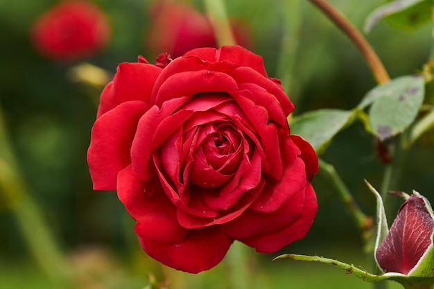 Rosen im Garten eines Landhauses nach dem Regen.