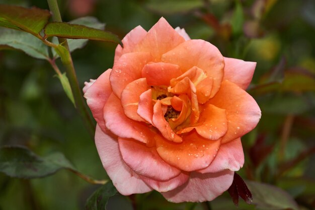 Rosen im Garten eines Landhauses nach dem Regen.